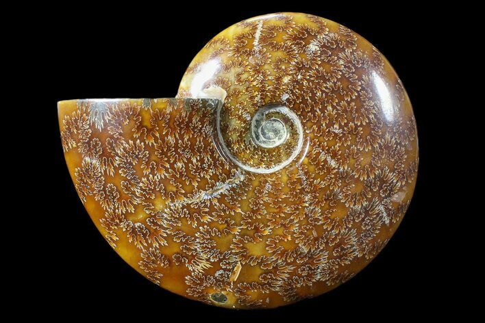 Polished, Agatized Ammonite (Cleoniceras) - Madagascar #88341